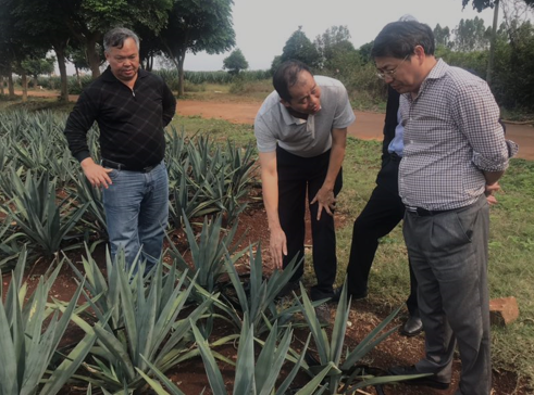 “中國劍麻之鄉”湛江農墾，積極創建國家現代農業產業園