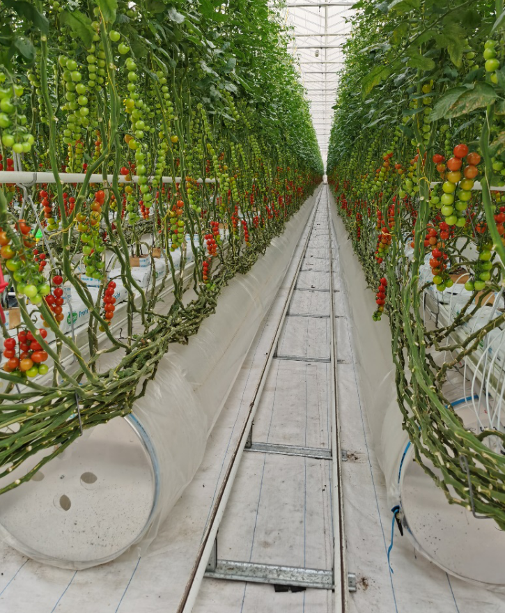 依托非耕地高效設施農業，民樂縣著力打造特色戈壁農業國家現代農業產業園