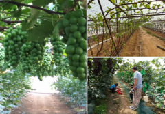 中國“水果之鄉(xiāng)、海蜇之鄉(xiāng)”蓋州市積極爭(zhēng)創(chuàng)國家現(xiàn)代農(nóng)業(yè)產(chǎn)業(yè)園